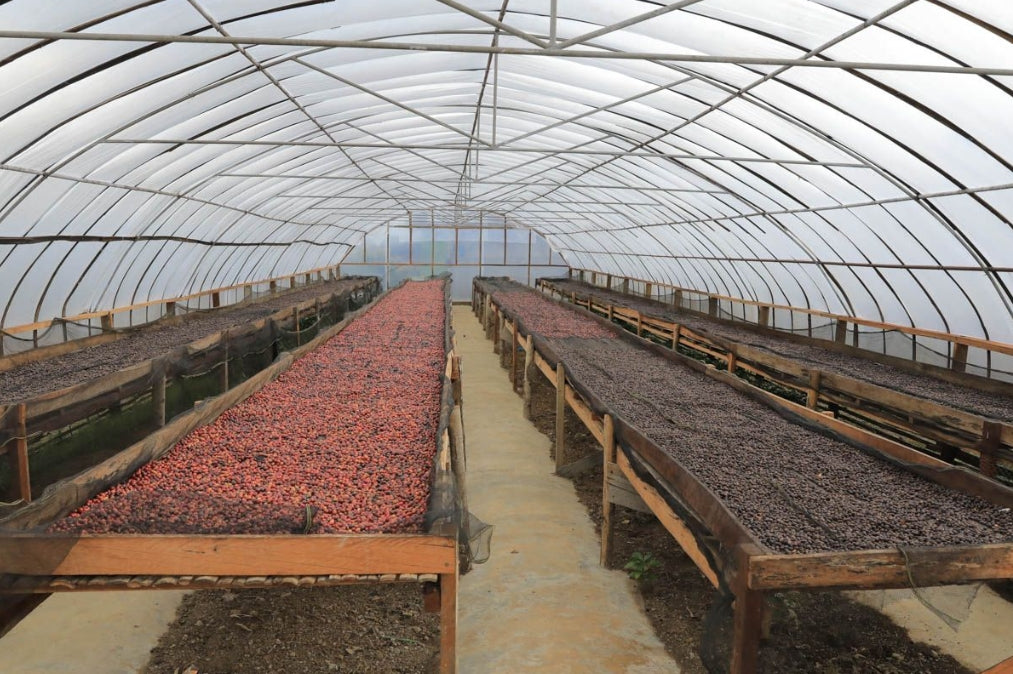 Sumatra Ribang Gayo