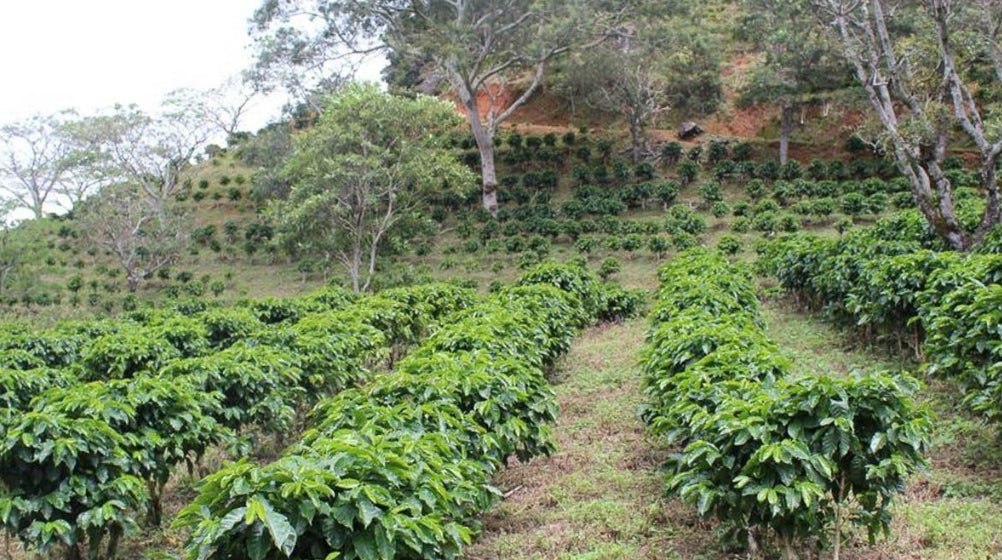 Costa Rica Finca Arecas
