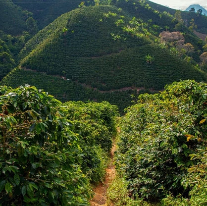 Colombia Valle De Cauca Decaf