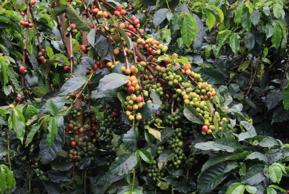 Kenya Nyeri Burumani