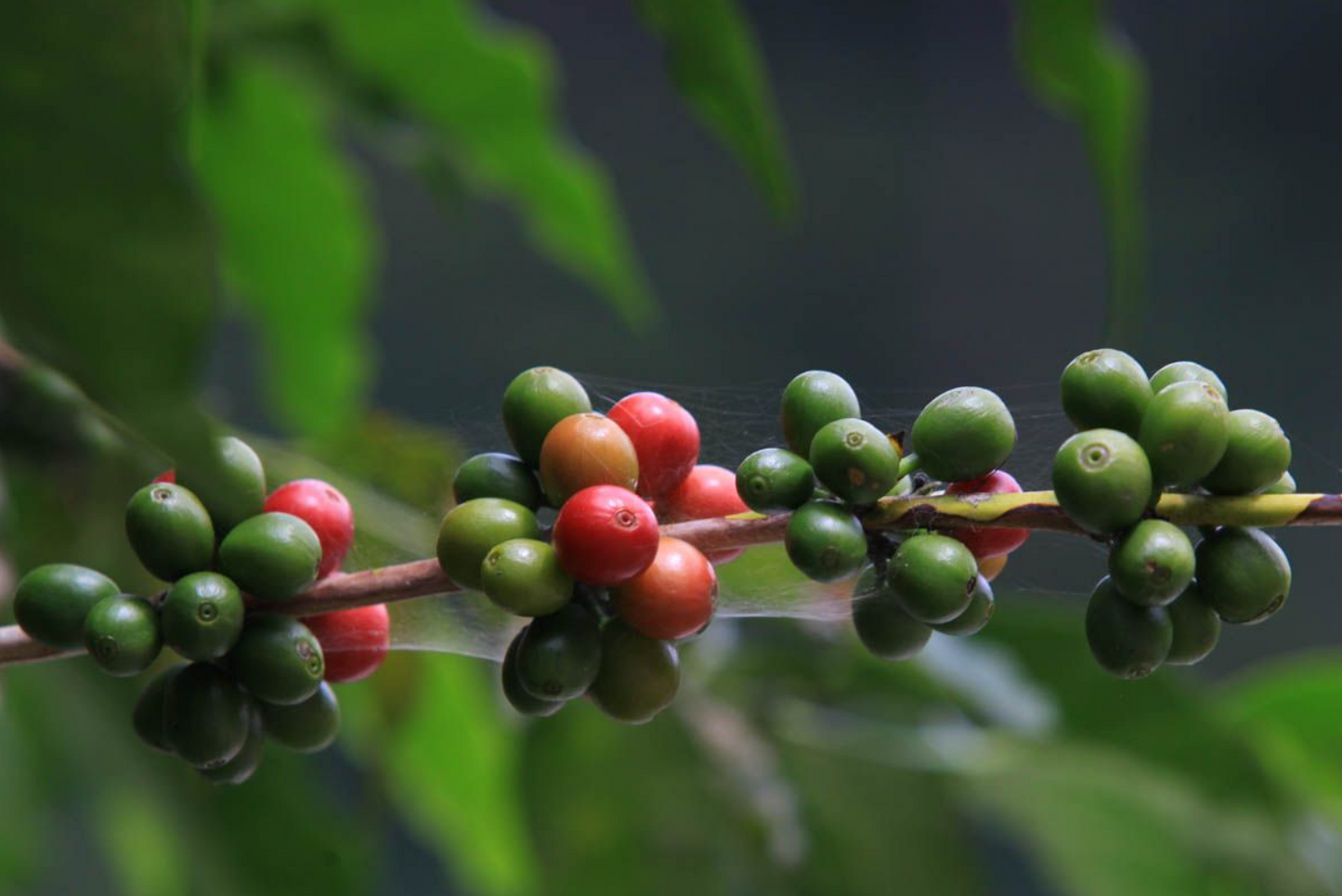Guatemala Huehuetenango Silvestre Velasquez