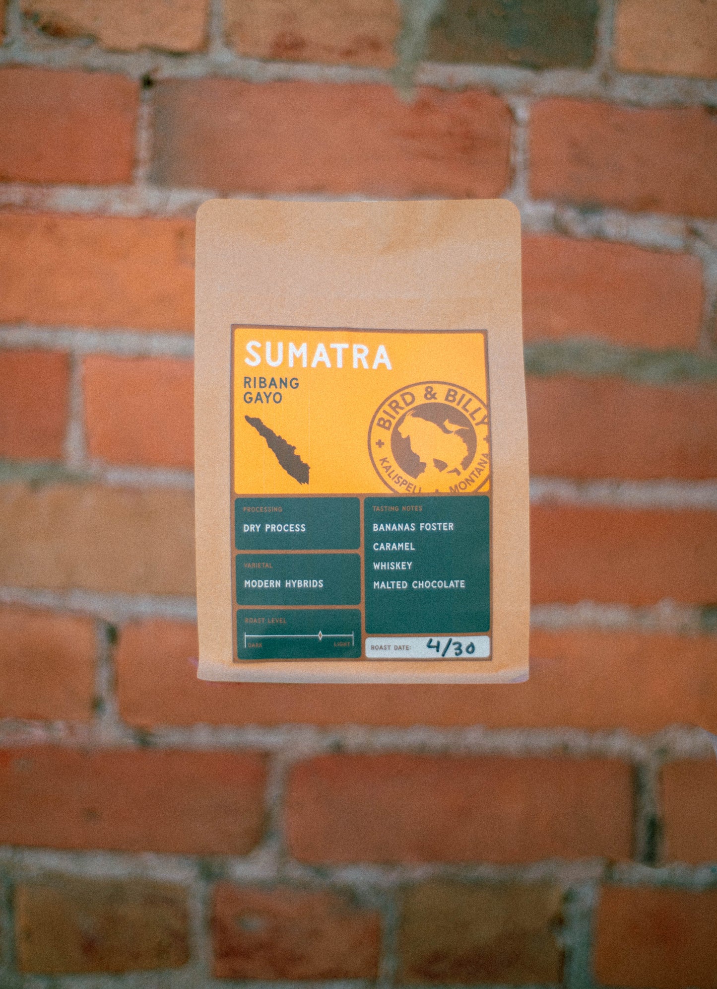 Sumatra Ribang Gayo